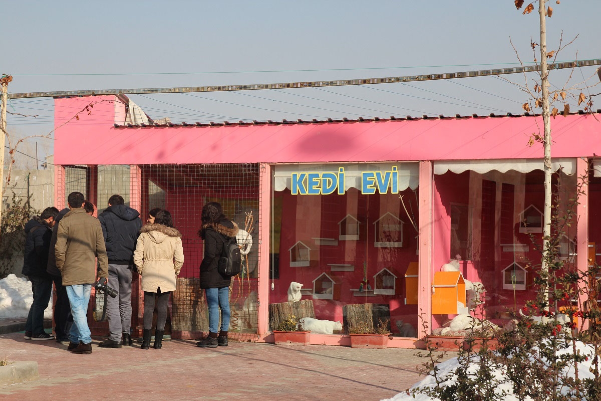 Van kedisi koruma altında